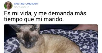 15 Usuarios de Genial comentaron lo exigentes que son sus gatos