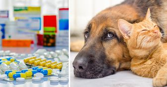 Cómo afectan a la salud de tu mascota 10 medicamentos humanos comunes