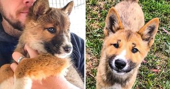 Encontraron y salvaron a un cachorro herido en el patio de su casa y resultó ser un dingo en peligro de extinción