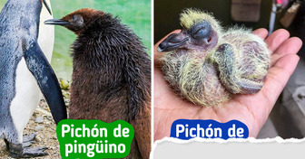 10 Pichones de aves que parecen más de otro mundo que de sus propios padres