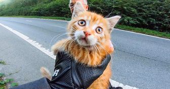 Rescató a un gatito abandonado en plena ruta a pesar de ser alérgico (y el final es muy feliz)