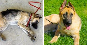 13 Fotos de perros antes y después de haber encontrado un hogar