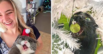 20+ Fotos que entenderán aquellos que al menos alguna vez decoraron un árbol de Navidad teniendo un gato en casa