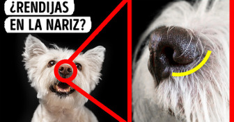 16 Datos que demuestran que tu perro tiene superpoderes