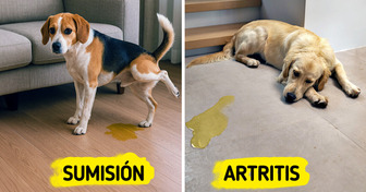 10 Razones por las cuales tu perro sigue orinándose dentro de la casa