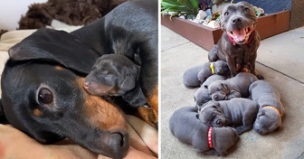 20 Animales bebés acurrucados con su mamá que nos dan ganas de abrazar a la nuestra