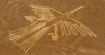 Científicos revelan el misterio de la identidad de las aves en las líneas de Nazca (y no es lo que se pensó durante cientos de años)
