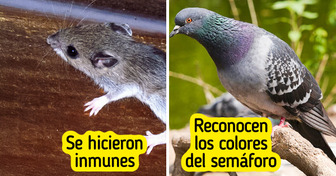 8 Animales que no les quedó de otra que mutar para sobrevivir en la ciudad