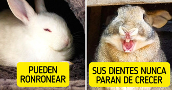 12 Poco conocidos datos que los conejos esconden detrás de esa adorable mirada