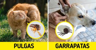 Consejos para detectar y extraer pulgas, garrapatas y aguijones de abejas de las mascotas, y cómo determinar la gravedad (o no) de la situación