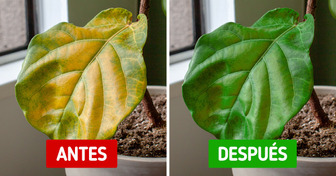 10 Signos comunes de que una planta necesita ayuda y qué hacer