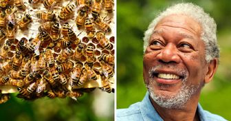Morgan Freeman no quiere que las abejas se extingan, por lo que convirtió su rancho en un santuario para ellas