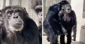 Vanilla, la chimpancé que conmovió al mundo con su reacción al ver el cielo por primera vez