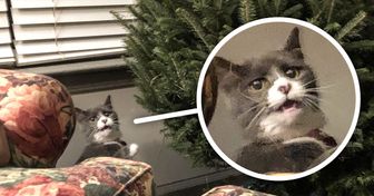 14 Gatos que fallaron de forma adorable en su intento por “aceptar” el árbol de Navidad en casa