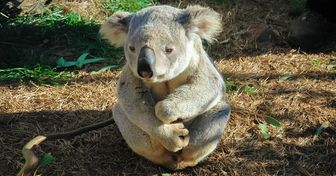 Los koalas están a punto de desaparecer, pero tú puedes “adoptar” uno y ayudar a salvarlos