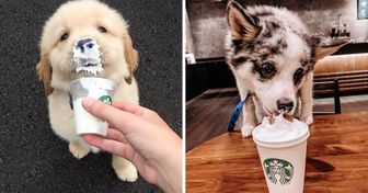 Starbucks consiente a los perritos con una “bebida especial” para ellos