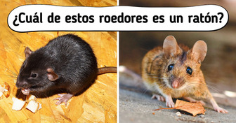 Test: Reta a tu ingenio identificando qué imagen corresponde a cada palabra