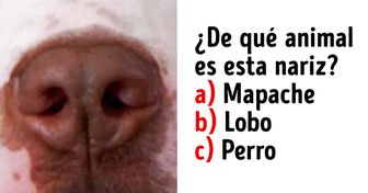 Test: ¿Qué tanto conoces las narices de los animales?