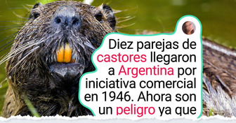5 Animales que parecen inofensivos, pero están alterando la naturaleza en su nuevo hogar