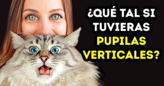 ¿Qué pasaría si tuvieras pupilas verticales de gato?