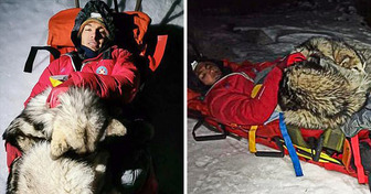 Montañista cayó del abismo y su perro se sacrificó por él durante 13 horas con un heroico gesto que lo salvó