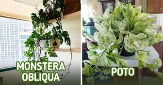 Contactamos al “Señor de las Plantas” de Twitter, y nos recomendó algunas especies para decorar el hogar