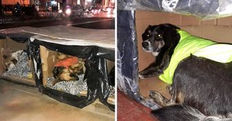En Chile se crearon casitas usando materiales reciclables para que los perros sin hogar no sufrieran durante el invierno