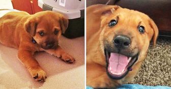 Unas personas adoptaron a unos perros callejeros, y sus fotos de “antes” y “después” comprueban que regalar felicidad es fácil