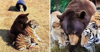 La historia de un león, un oso y un tigre que fueron rescatados de sus dueños abusivos y decidieron formar su propia manada para vivir en familia