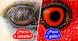 Intenta adivinar un animal a partir de una foto donde solo se ve su ojo
