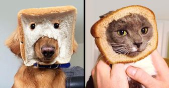 15+ Mascotas usando máscaras de pan que son lo más tierno que vimos hoy