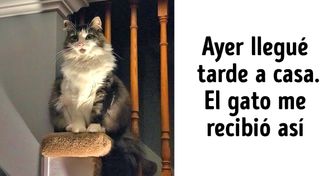 25 Gatos duros y de sangre fría con las cuales no se juega