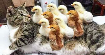 15 Amistades inusuales pero inmensamente adorables, captadas por la cámara