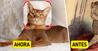 Así lucían 9 razas de gatos antes de la intervención humana