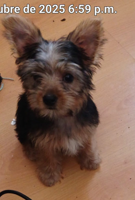 Comentario con imagen en Genial.guru