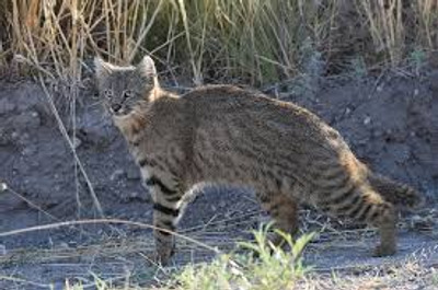 Comentario con imagen en Genial.guru