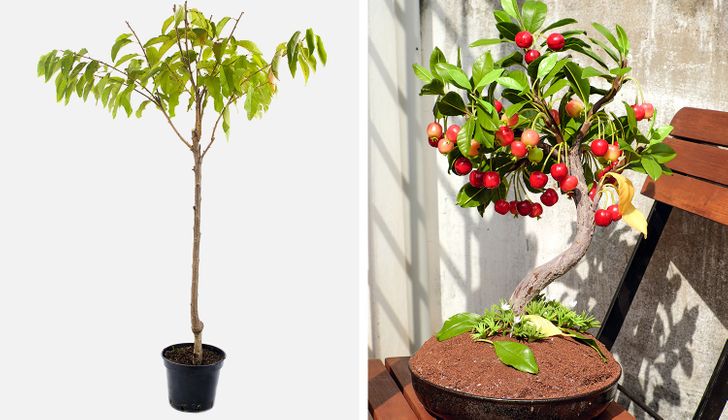 8 arbres fruitiers que vous pouvez cultiver à partir des graines de vos propres fruits