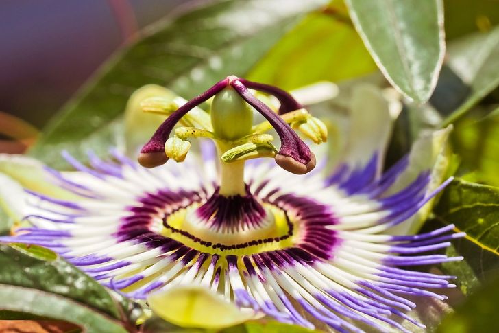 5 Species of Flowers That Can Bring Color and Life to the Garden