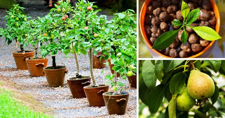 8 Árboles frutales que puedes cultivar a partir de las semillas de tus  propias frutas