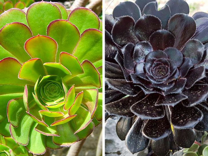 12 Plantas y flores de colores oscuros que podrías agregar a tu jardín /  Genial