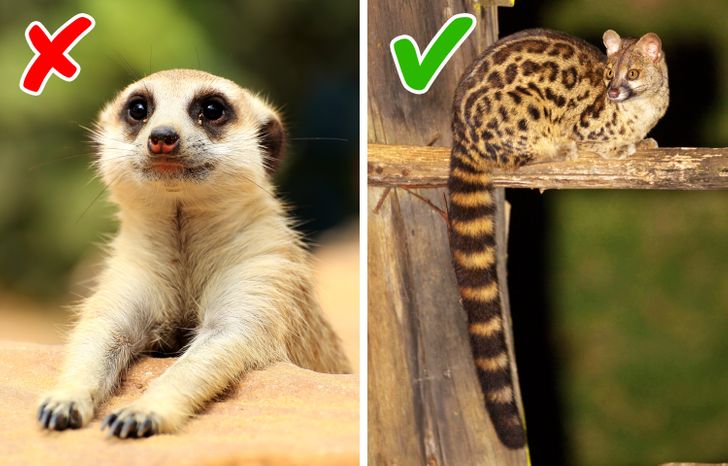 10 exotic animals that you can have at home