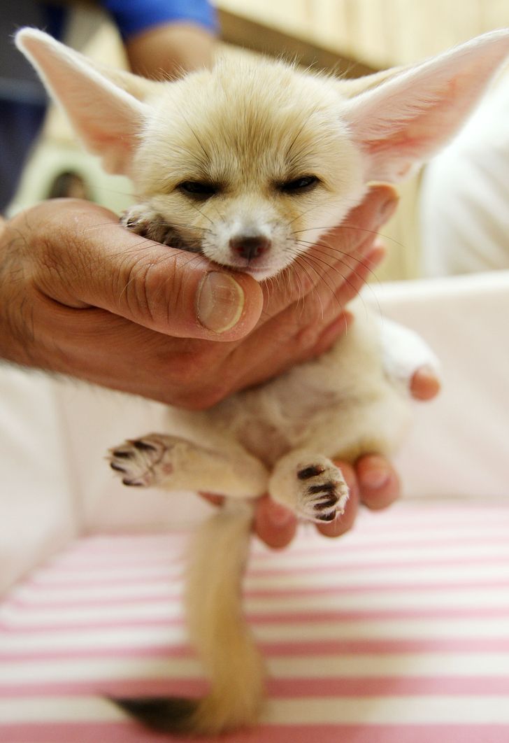 15 Diminutos Animalitos Que Caben En La Palma De Tu Mano Genial