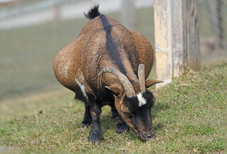 15 Animales ligeramente embarazados