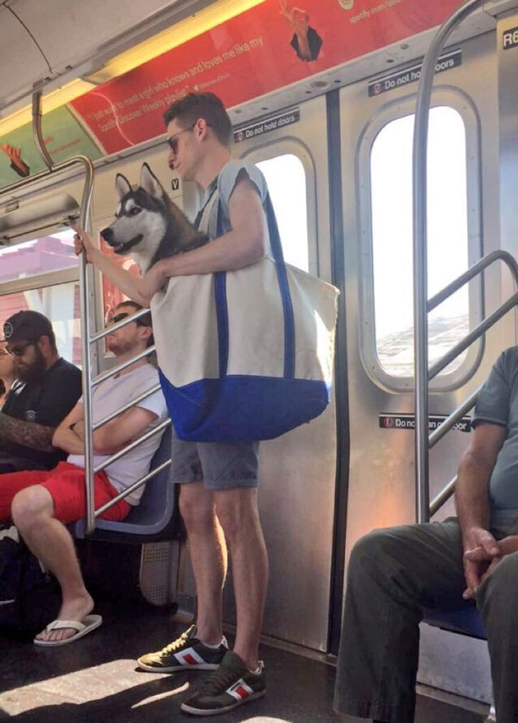Si estas 20 fotos no mejoran tu día, nada podrá hacerlo