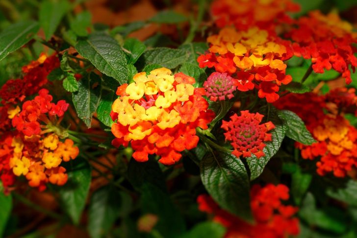 5 Species of Flowers That Can Bring Color and Life to the Garden