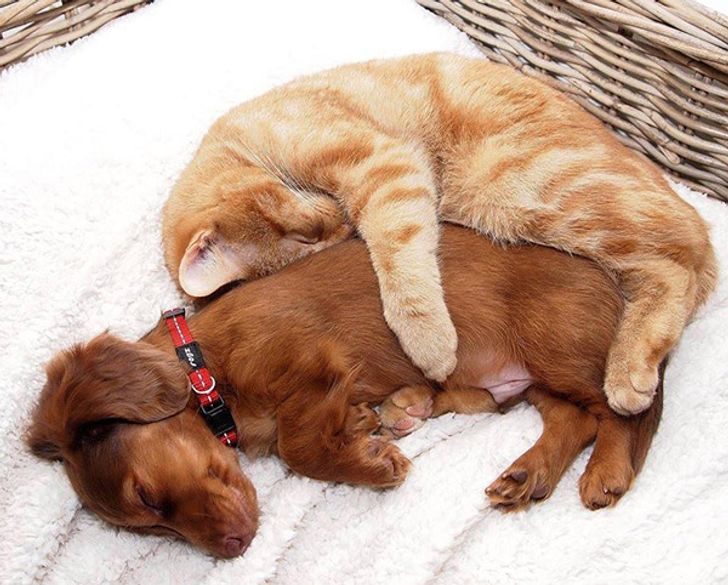 24 Fotografías adorables de gatos y perros que han aprendido el significado  de la palabra “amor” / Genial