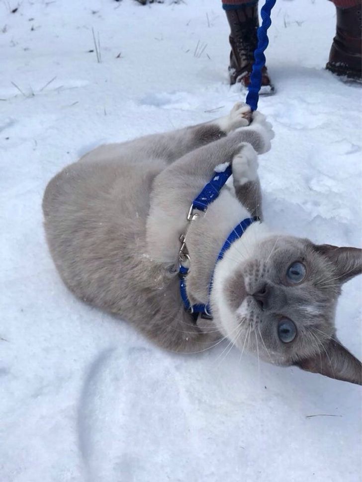 20 Mascotas que encontraron la felicidad en la nieve (mientras que con otras pasó algo diferente)