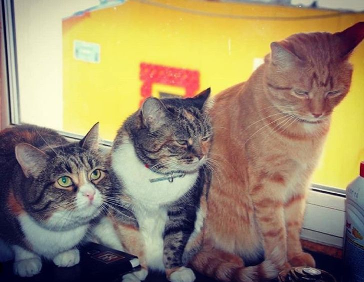 los gatos pelirrojos son buenos con los perros