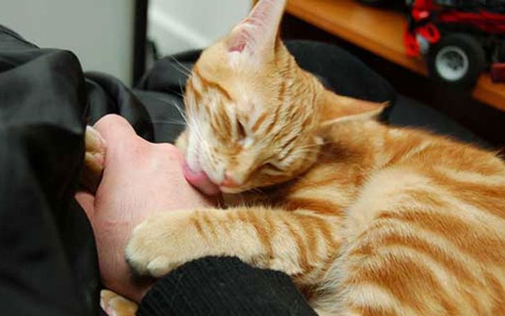 Que Significa Que Tu Gato Se Acuesta Encima Tuyo