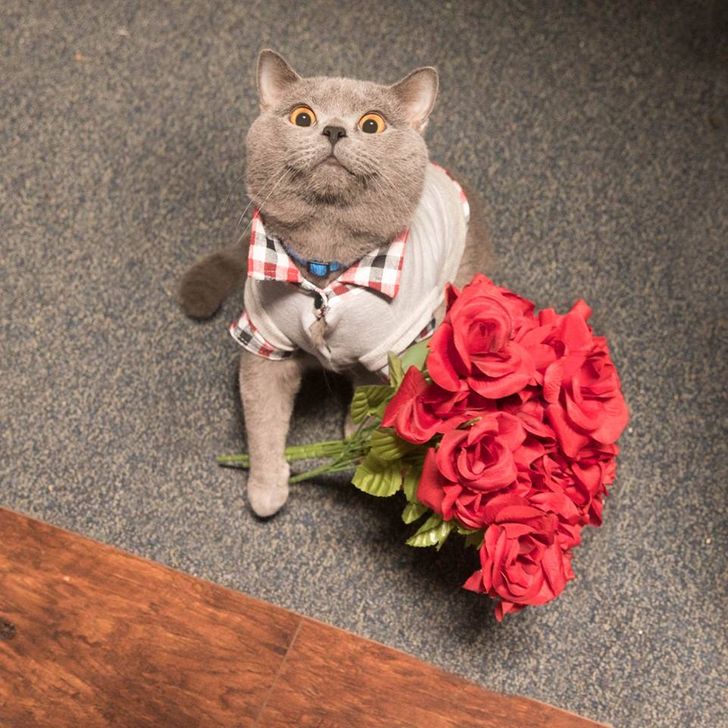Diplomático Fuerza Lectura cuidadosa Un popular gato de la red fue el padrino en la boda de su dueño y